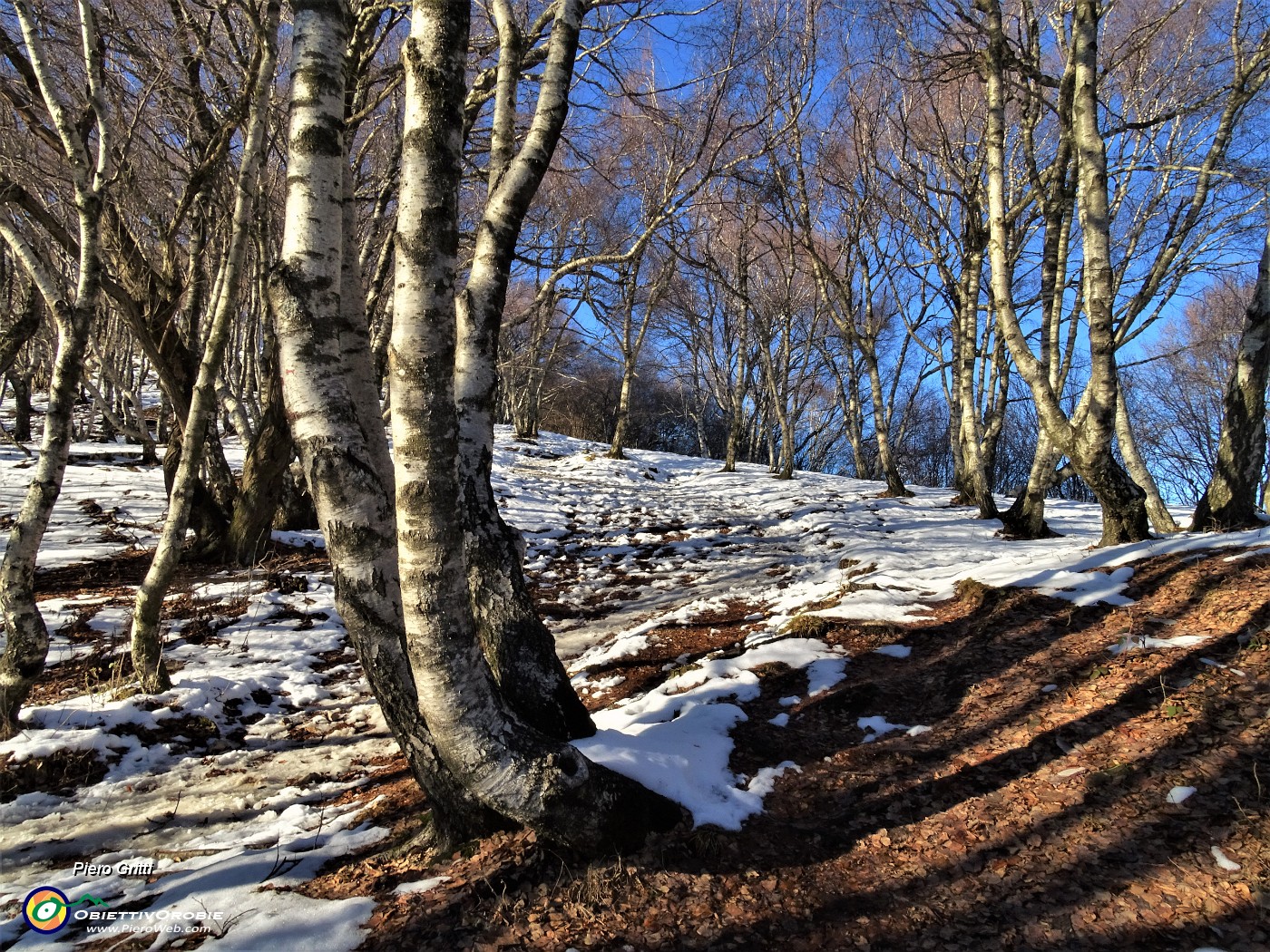 23 Dal bosco di carpini neri a quello delle bianche betulle.JPG